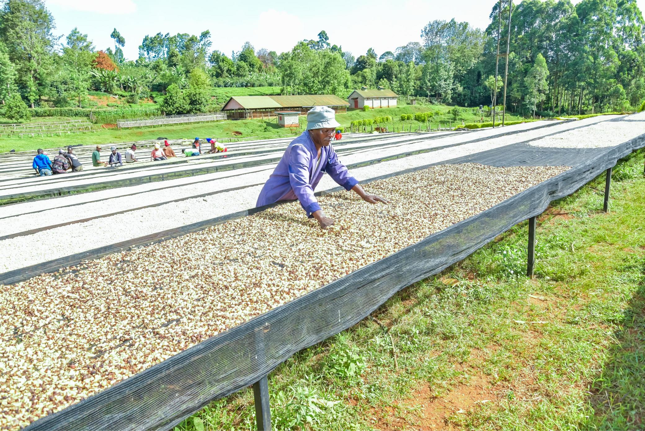 Coffee cooperatives reject state plan for direct payment to farmers  (Page 21 story 2)
