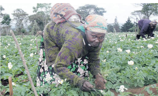 Potato farmers to be trained on how to do climate-smart farming