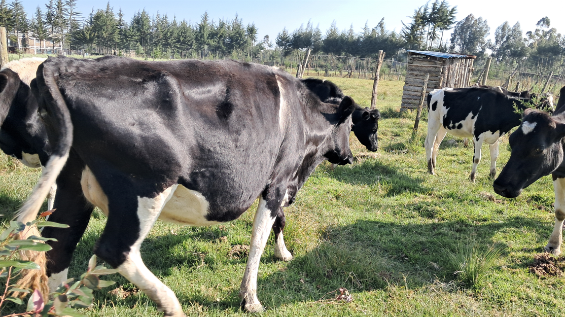 EXPERT: Five tips for successful dairy farming