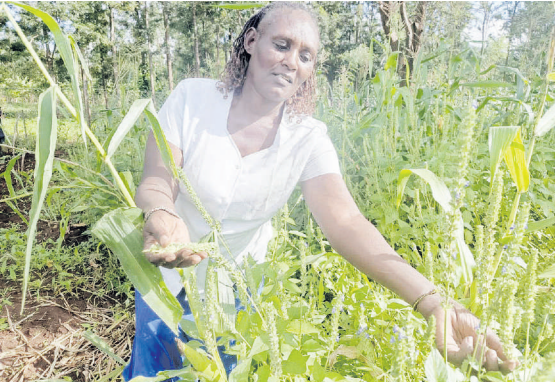 From struggling farmer to rich agroecology warrior
