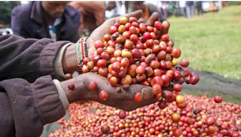 Coffee nets Sh521.5m as weekly auction witness reduced volume