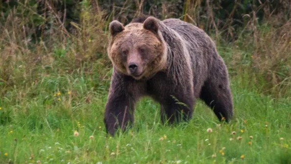 Slovakia: Dubu 350 kuuawa kwa kufyatuliwa risasi baada ya mmoja wao kuua mtu