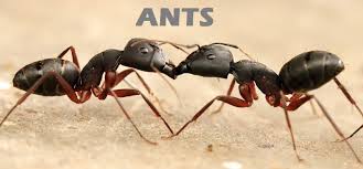 Four expected in court for trafficking garden ants