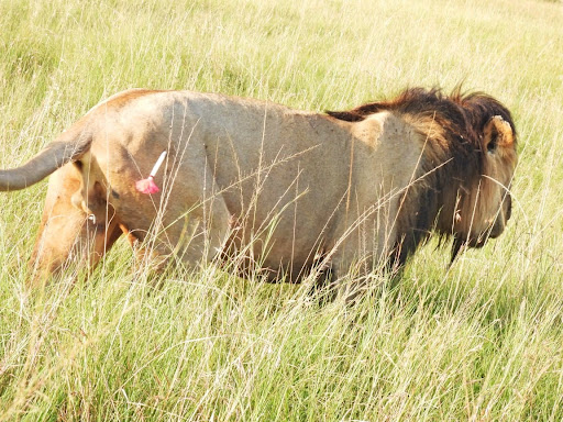 Hofu huku msichana akifariki baada ya kushambuliwa na simba karibu na Hifadhi ya Nairobi