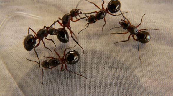 EXPLAINER: Exporting insects—know the rules