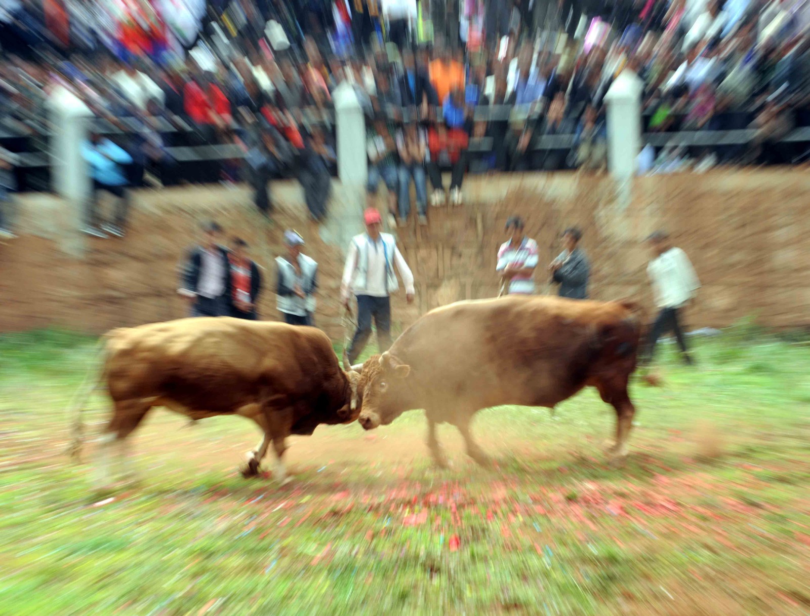 Bullfighting in Kakamega scheduled for this month