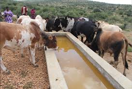 Inside the Kibiru feedlot that fattens bulls for meat