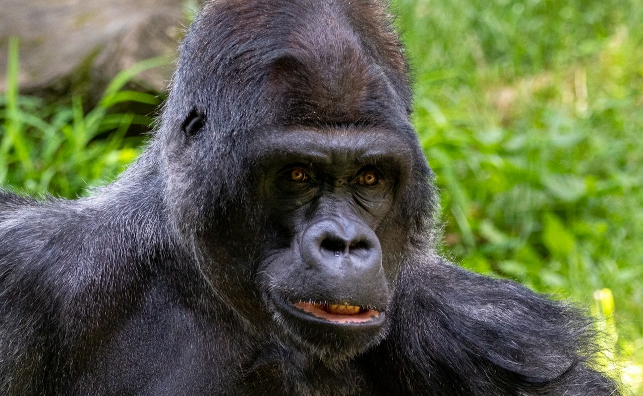 Why is Everyone Talking About Gorilla vs 100 Men?
