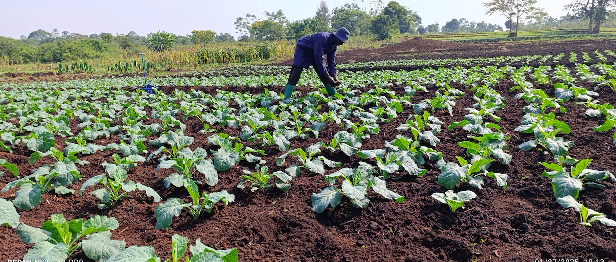 From struggles to surplus: The farming revolution redefining Siaya