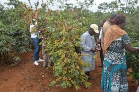 State to distribute 5 million coffee seedlings in Uasin Gishu