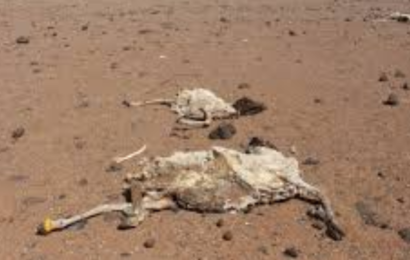 Why adapting to climate change is a costly affair