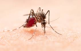 Mosquito illustration