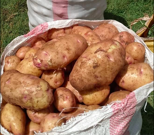 Nyandarua’s dirty secret: Some poison in the potatoes