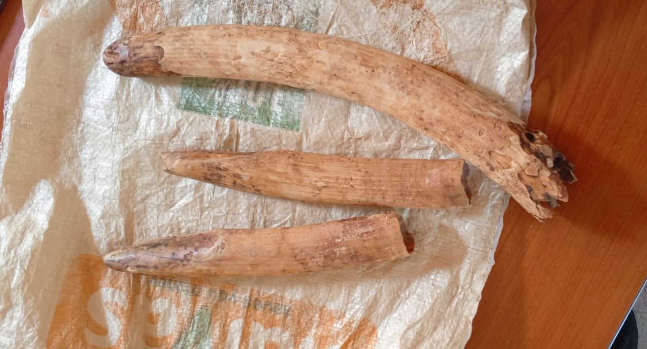 Two arrested with elephant tusks in Mwingi
