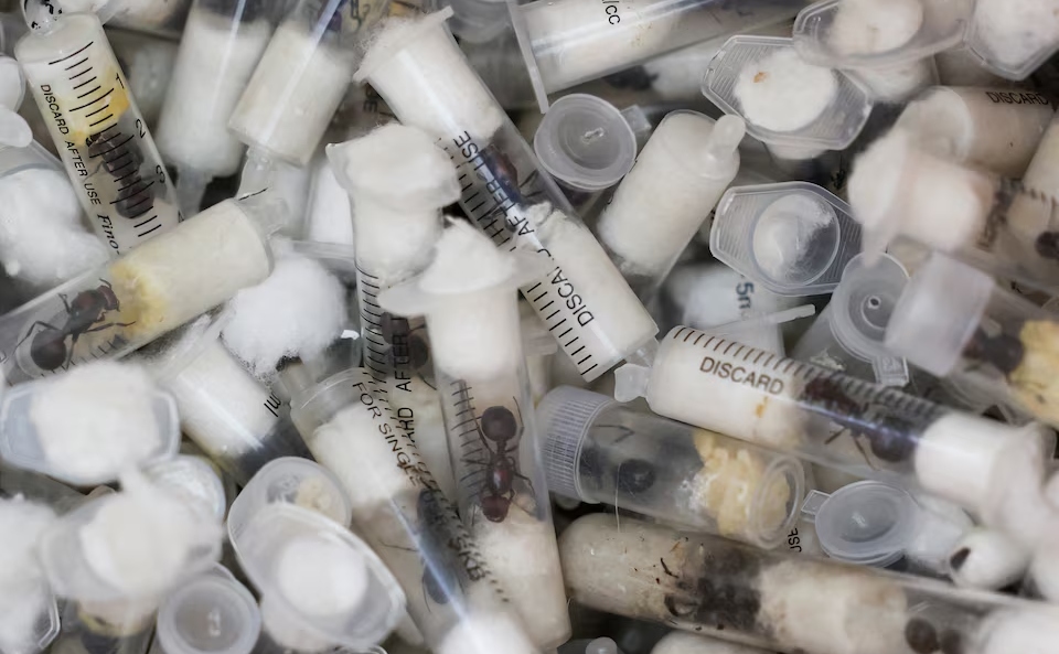 Four Convicted in Landmark Kenyan Ant Smuggling Case