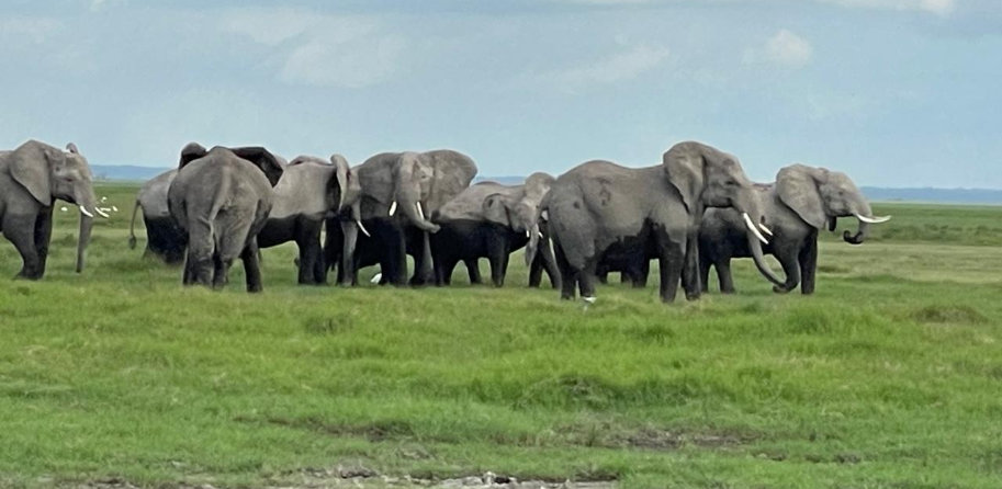 Conservation and tourism in Amboseli generates Sh2.36 billion annually – survey
