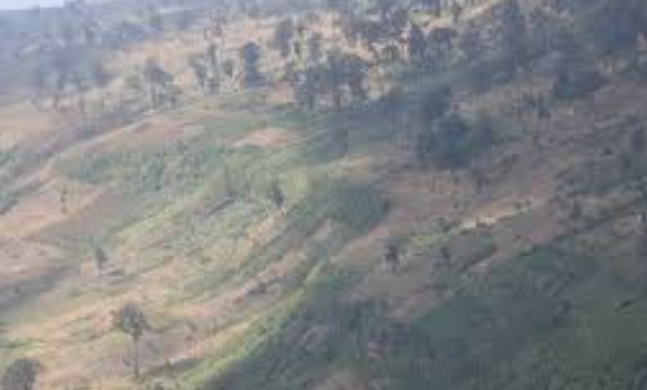 Call for states to raise forests high on political agenda