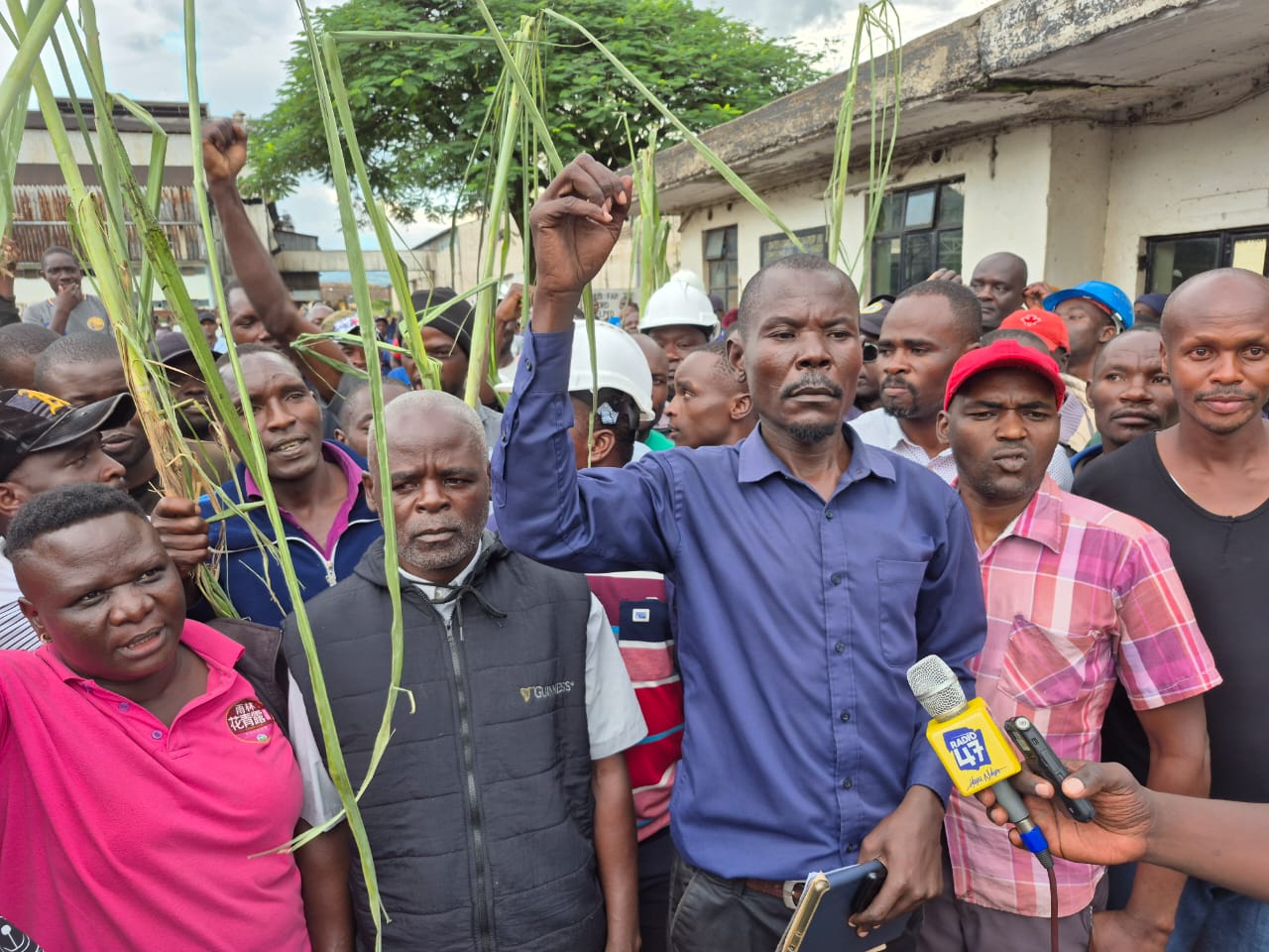 Chemelil Sugar workers down tools over salary arrears, job security