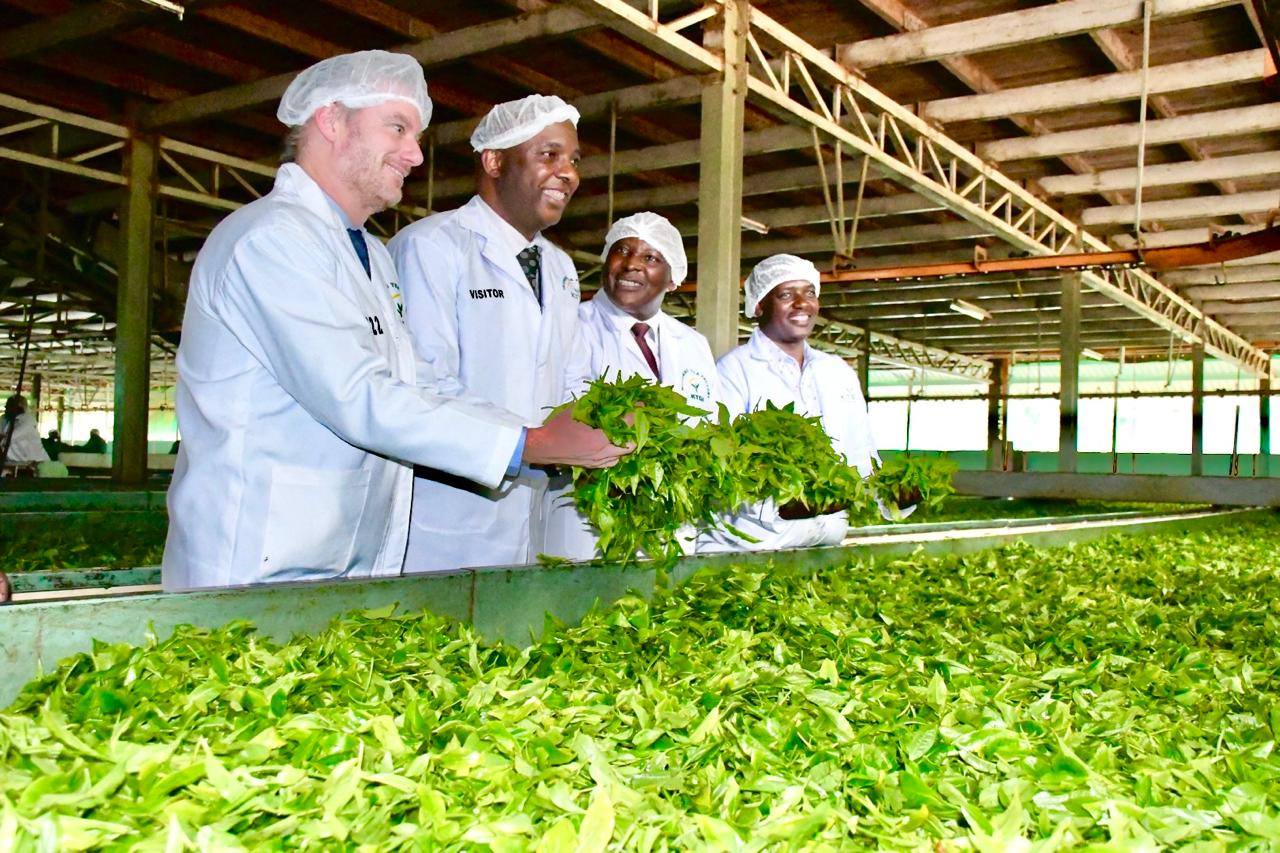 Murang'a to brand its tea for the global market