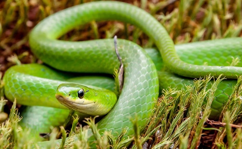 Snake Found in School Meal
