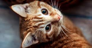 Cat Caught Trying To Smuggle Bhang Into Prison