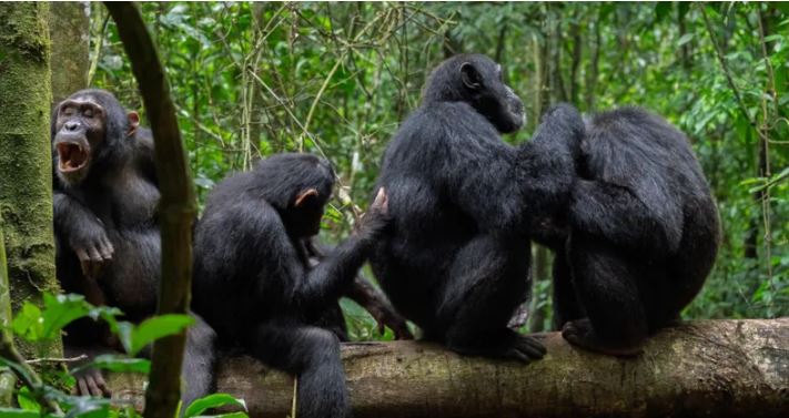 Wild chimpanzees filmed using forest 'first aid'