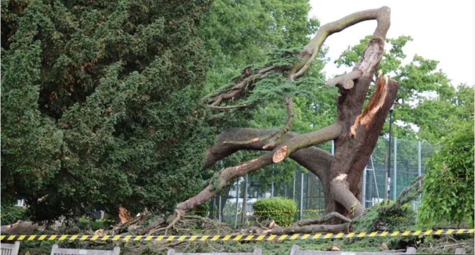 People tried to lift tree that fell and killed girl