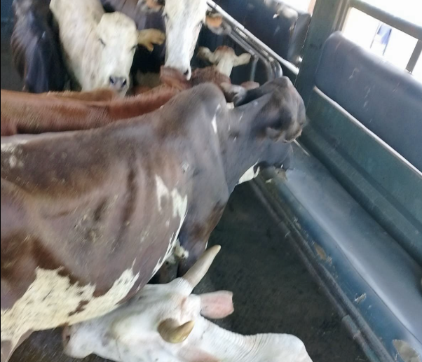 Police recover 10 stolen cattle in Elgeyo Marakwet