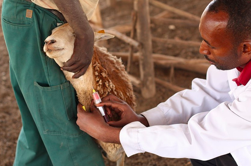Trials for new genetically modified vaccines approved