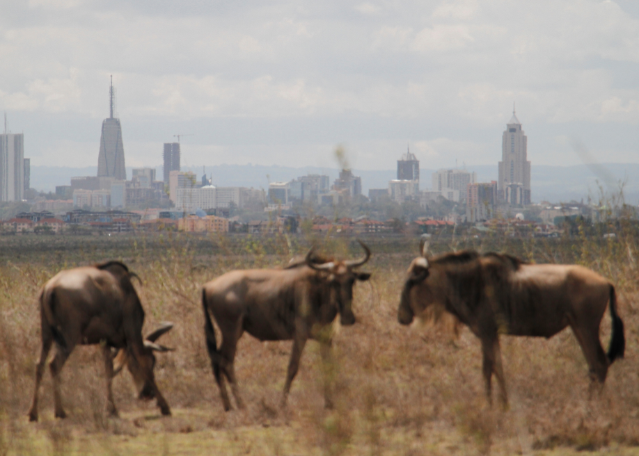 (Nairobi page lead story) Eliminating Nairobi park will diminish city’s appeal — conservationists