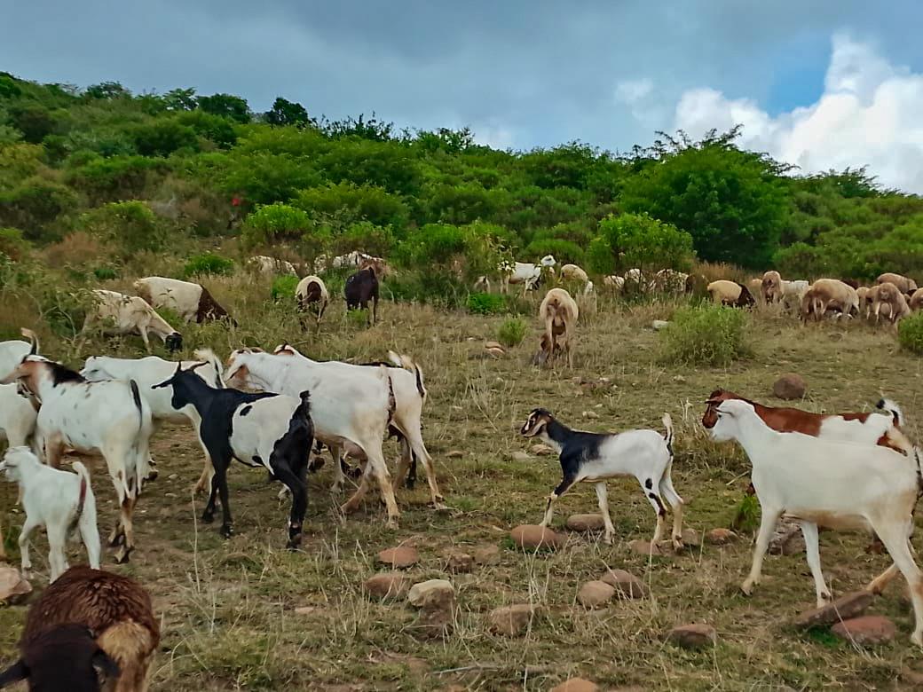 Police recover 59 stolen livestock in Samburu