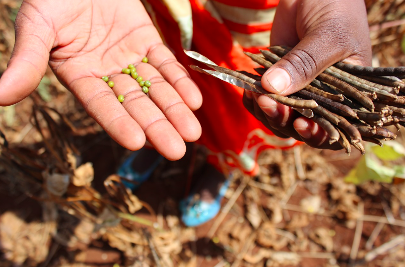 Drought-tolerant crops empower youth in Tharaka Nithi