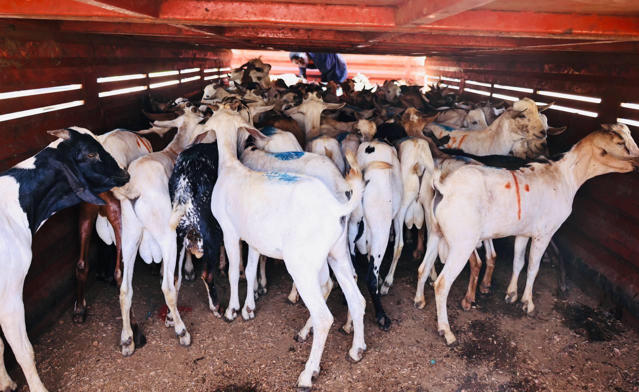 Sakaja donates goats to Muslim community for Eid al-Adha celebrations