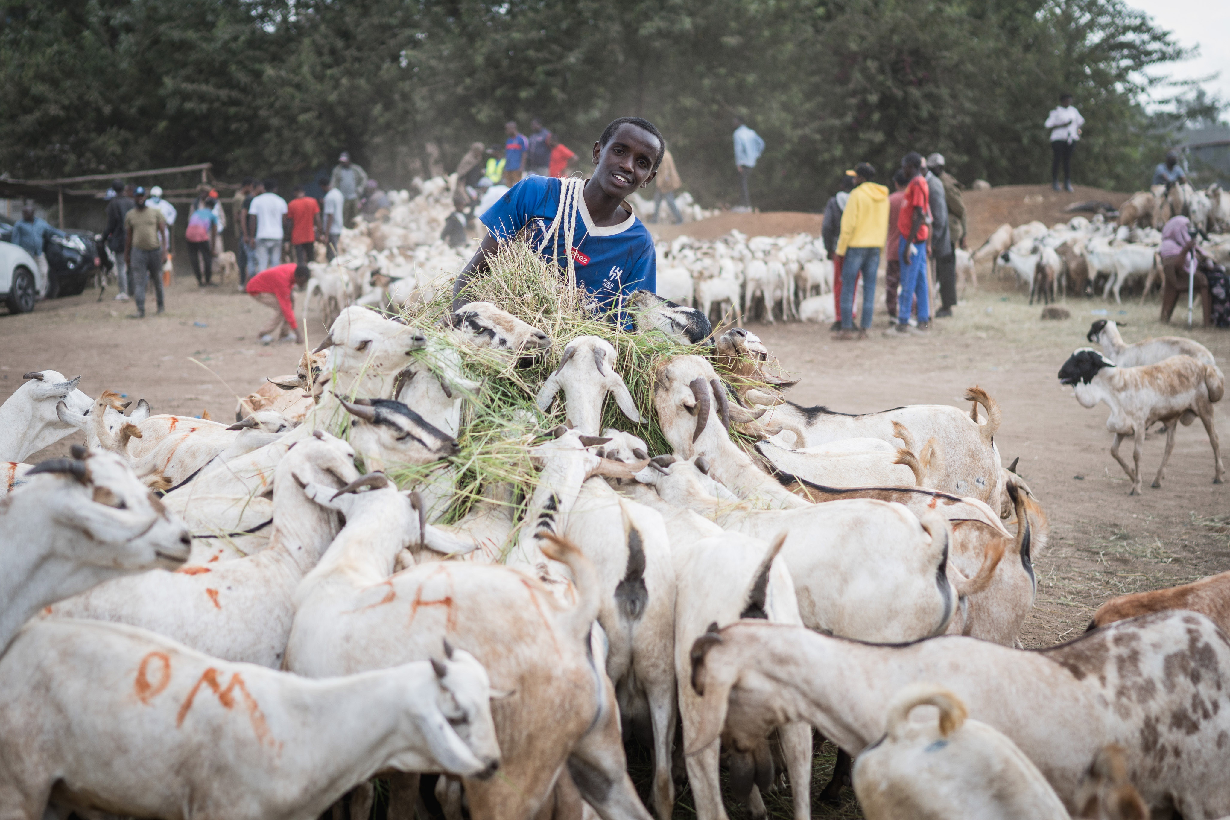 Livestock sector holds promise but feed costs an obstacle — expert