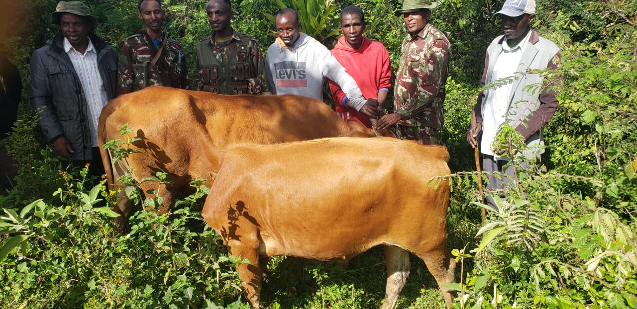 Borabu MP Patrick Osero raises alarm over rising cases of cattle theft