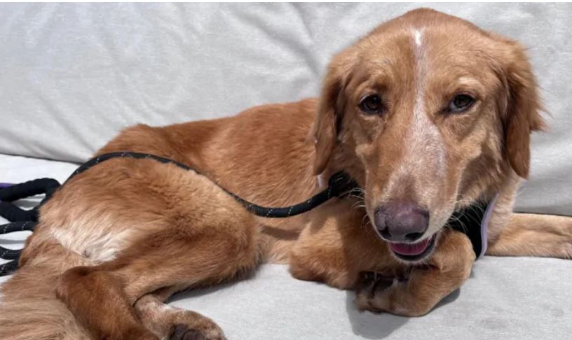 Dog back home after 100-mile trip and island swim