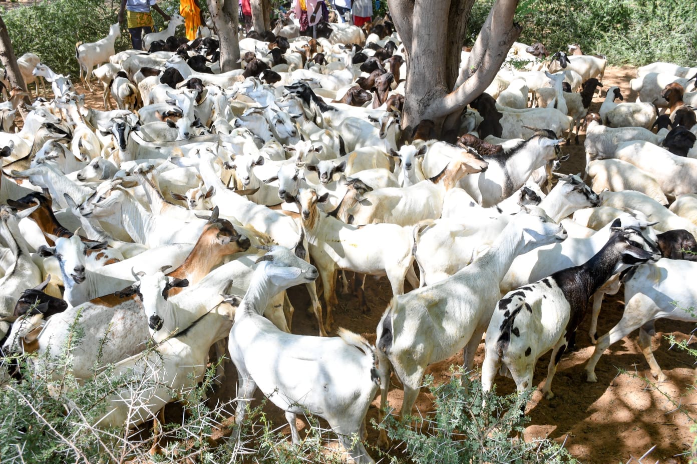Mandera operationalises new livestock market in Shimpir Fatuma