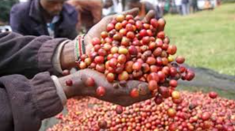 Government to pump extra Sh25 billion into coffee sector in push to triple production