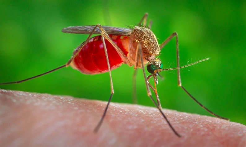Create legal path for gene drive mosquitoes, experts say
