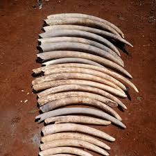 Two arresred with elephant tusks in Bungoma