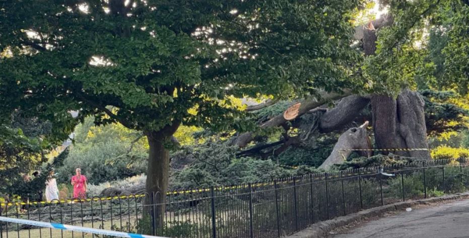 Child, 7, dies after tree falls in park