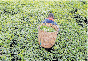 Green leaf tea prices drop by Sh8 per kilo on Sudan’s ban