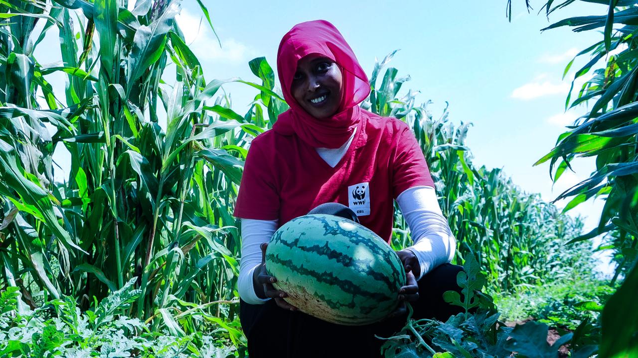 How a transformative climate smart agriculture is impacting drought stricken community of Marsabit