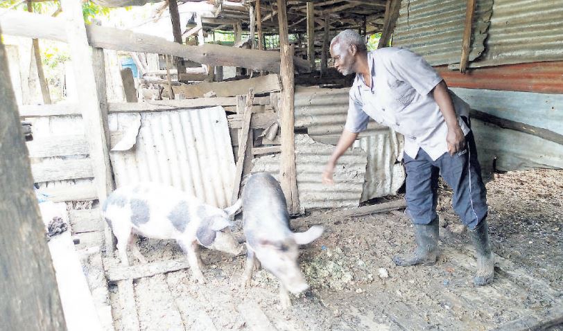 Retired Kericho bus driver finds success in pig farming