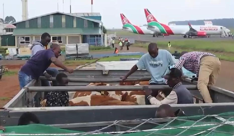 Uasin Gishu sets precedent with catte export to Nigeria