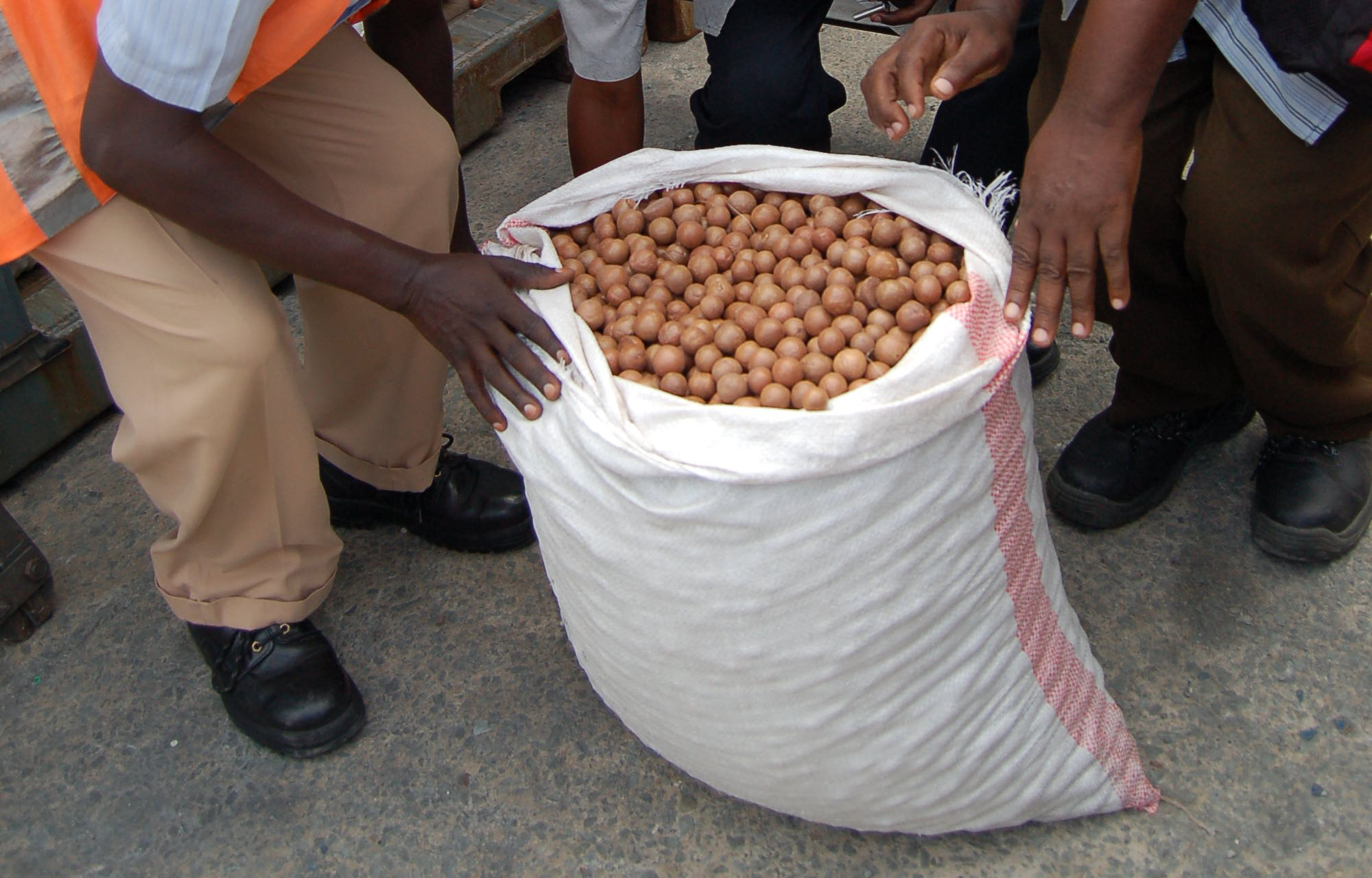 (E-PAPER PAGE 3 STORY 2)State bans transit, export of raw macadamia