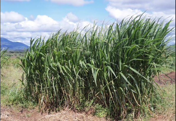 Hardy grass, water pans help farmer beat drought