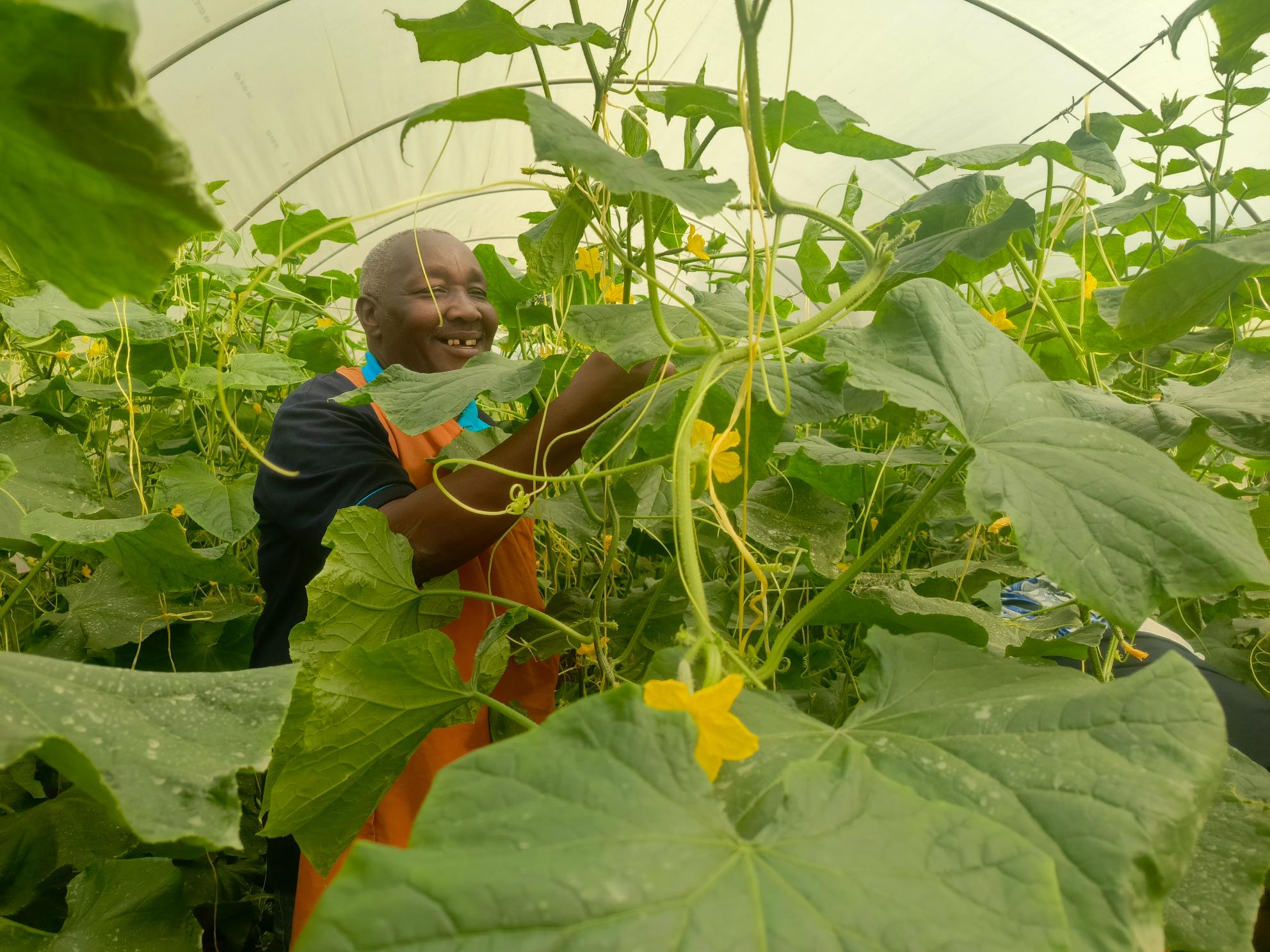 Korean partnership boosts poultry, cucumber farming in Kiambu village
