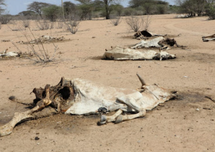 Report: Drought driving Kenya’s wildlife into deadly conflict with people
