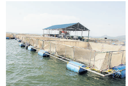 Bid to end shortage of fish as Victory Farms unveils hatchery